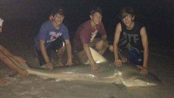 fish-shark-trio