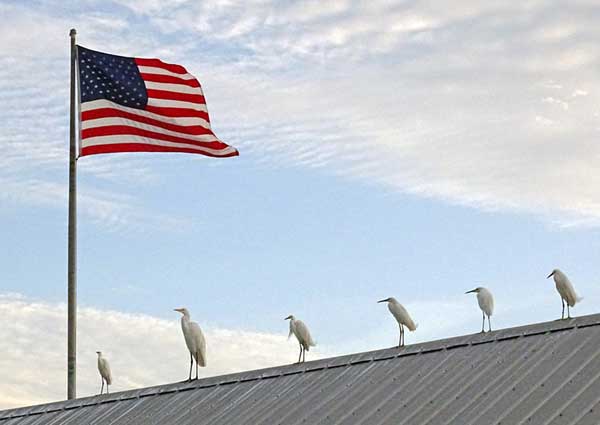 TN-frick-7-flag-&-whites-at-City-Pie