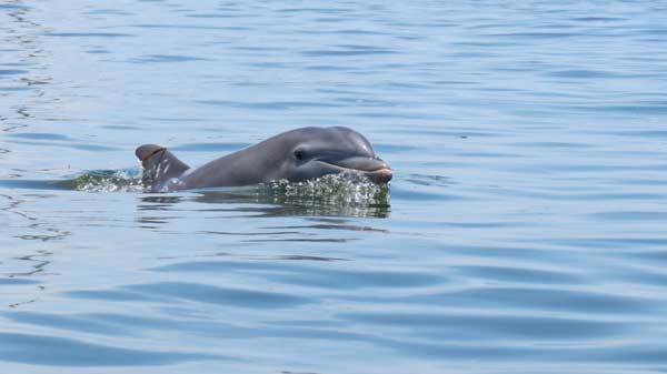 top-notch-dolphin-hm-081314-mc