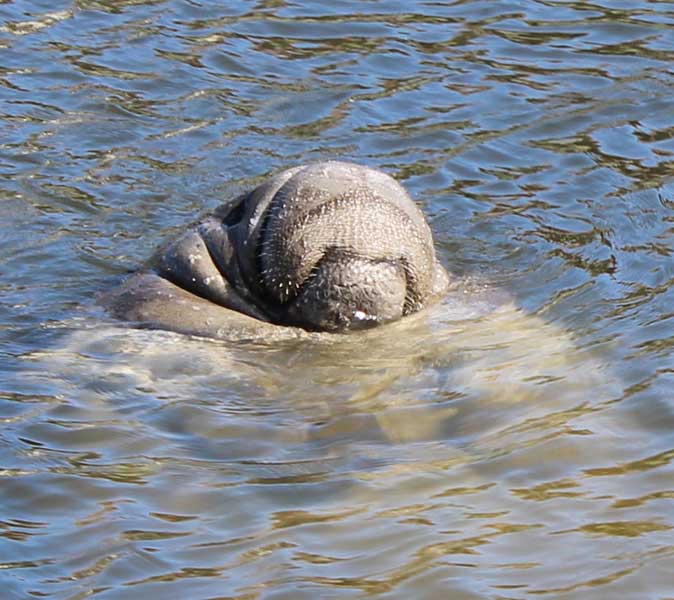 top-notch-manatee-hm-081314-rc
