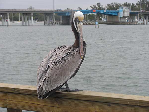 pier-dedication-6-pelican-CU