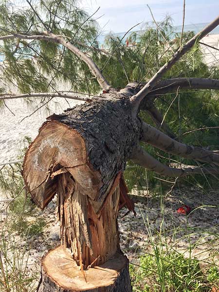bb-wicked-trees-020316-es