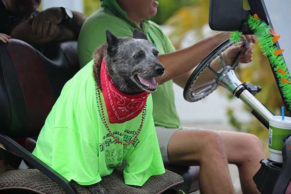 adopt-dog-KRL