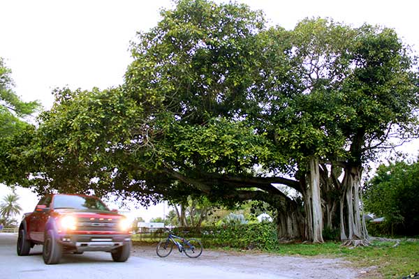 am-grand-trees-banyan-033016-tr
