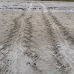 Loggerhead sea turtle tracks indicate nest in HB