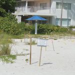 Sea turtle hatching peaks on Anna Maria Island