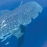 Charter captain in awe of rarely seen, endangered whale sharks