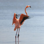 Will flamingos call this Gulf coast home?