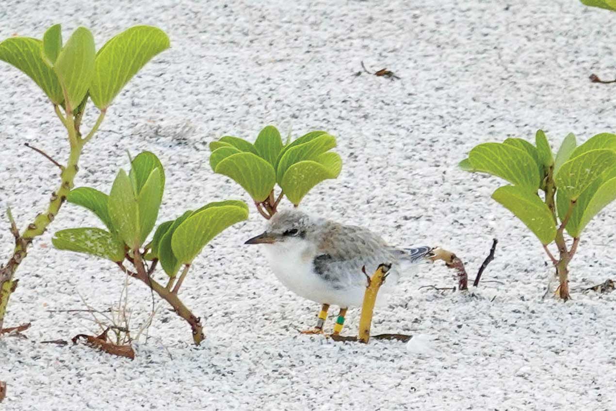Nesting notes: nest hatching underway