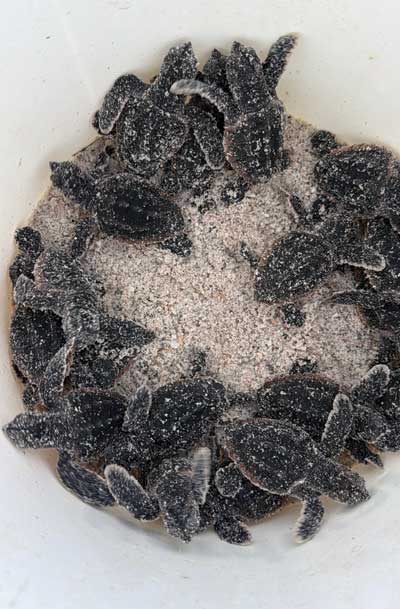 Nesting notes: 1st hatchlings emerge, disorientations disappoint