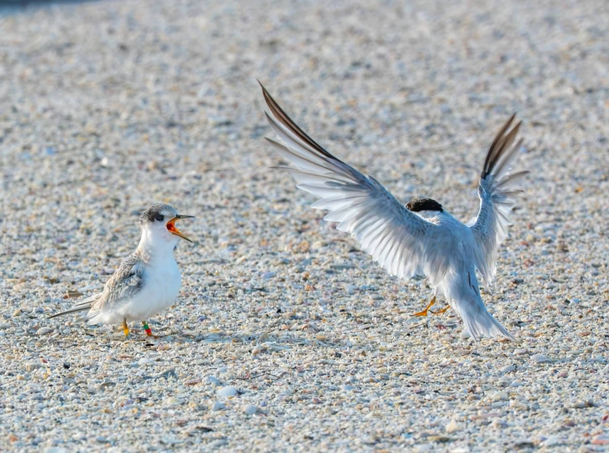 Nesting notes: Post-hatchling return